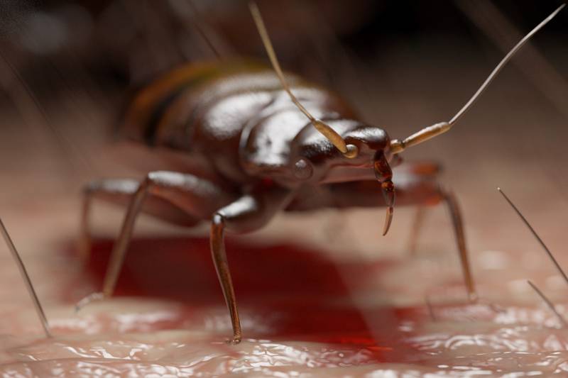 Se débarrasser des punaises de lit à Montpellier dans l'Hérault